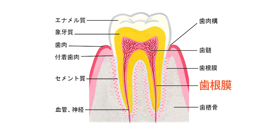 歯根膜の役割